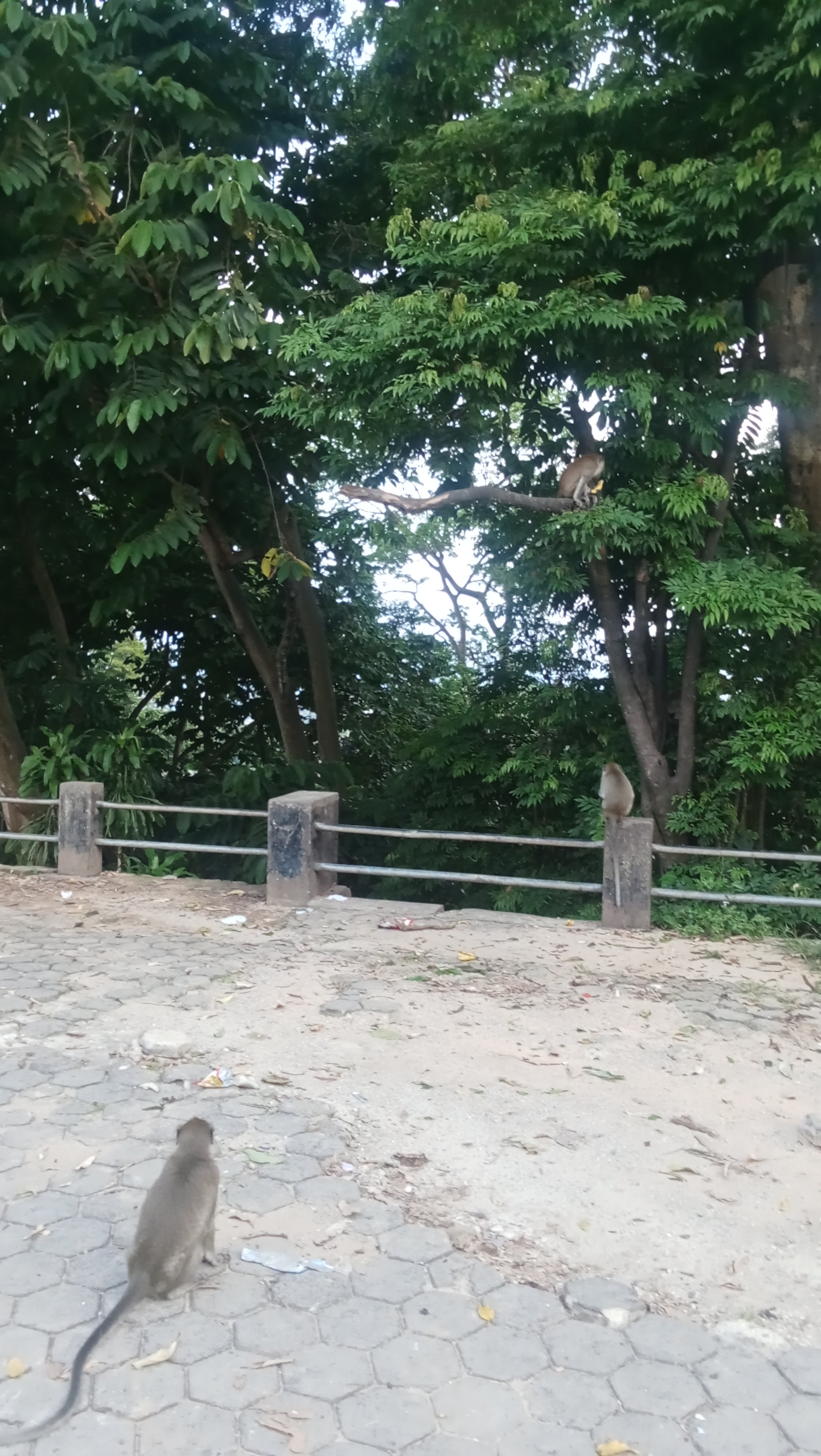 Taman Wisata Hutan Kera